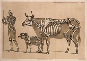 view Skeleton of a man holding a shepherd's crook, standing beside the skeletons of a ram and a cow. Lithograph by B. Waterhouse Hawkins, 1860.