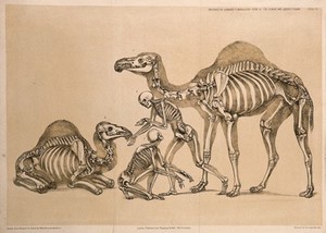 view Skeletons of two men standing and kneeling between the skeletons of two camels, one of which is seated. Lithograph by B. Waterhouse Hawkins, 1860.