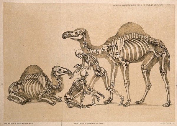 Skeletons of two men standing and kneeling between the skeletons of two camels, one of which is seated. Lithograph by B. Waterhouse Hawkins, 1860.