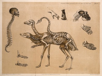 Skeleton of an antelope, with that of a man, who is shown restraining the skeleton of a seated stag by kneeling on the animal's back and holding its antlers. Lithograph by B. Waterhouse Hawkins, 1860.