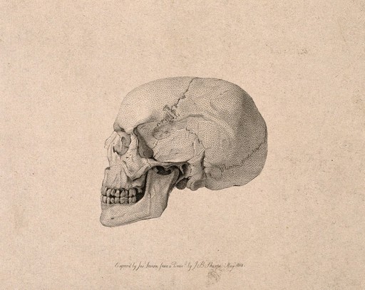 Skull