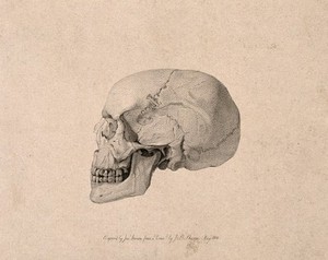 view Human skull: side view. Stipple engraving by J. Severn, after J.B. Sharpe, 1818.