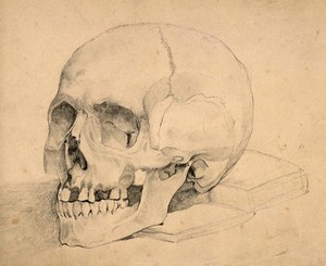 view Skull, placed on a book. Pencil drawing, 18--?.