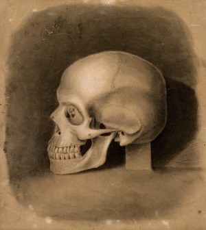 view Skull, side view, resting on a block of stone. Black and white chalk drawing, 18--(?).