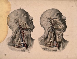 view Blood-vessels of the head and neck. Coloured lithograph by J. Maclise, 1851.