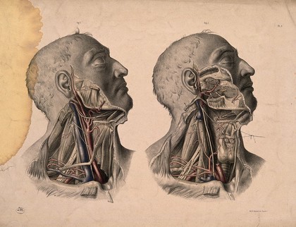 Blood-vessels of the head and neck. Coloured lithograph by J. Maclise, 1851.