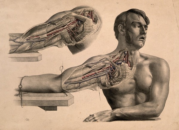 Dissection of muscles and blood-vessels of the shoulder and arm of a seated man. Coloured lithograph by J. Maclise, 1851.