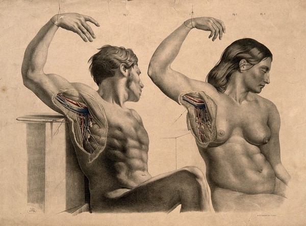 Dissections of the muscles and blood-vessels of the axilla of a seated man and a seated woman. Coloured lithograph by J. Maclise, 1851.