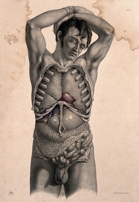 Dissection of the trunk of a standing man. Coloured lithograph by J. Maclise, 1851.