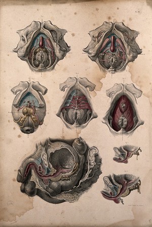 view Dissection of bladder, rectum and perinaeum of a man: eight figures. Coloured lithograph by J. Maclise, 1851.