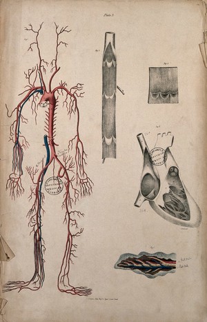 view Blood-vessels and their role in circulation of blood. Coloured lithograph by William Fairland, 1837.