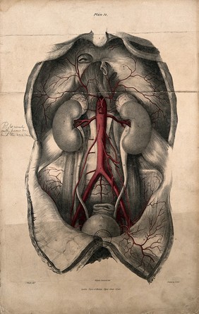 Dissection of the thorax and abdomen showing viscera and the aorta. Coloured lithograph by William Fairland, 1837, after J. Walsh.