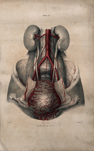 Arteries of the uterus after childbirth. Coloured lithograph by William Fairland, 1837, after J. Walsh.