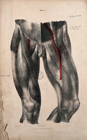 view Arteries of the thigh. Coloured lithograph by William Fairland, 1837, after William J. Erasmus Wilson.