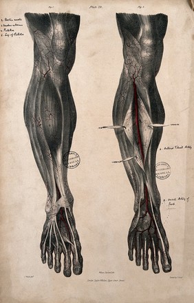 Arteries of the leg. Coloured lithograph by William Fairland, 1837, after J. Walsh.