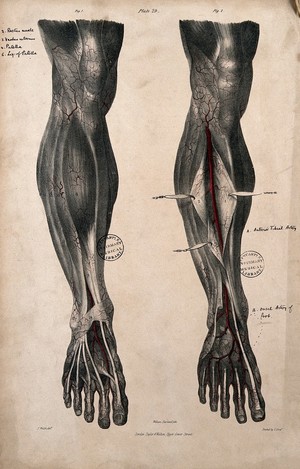 view Arteries of the leg. Coloured lithograph by William Fairland, 1837, after J. Walsh.