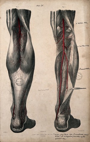 view Arteries of the leg. Coloured lithograph by William Fairland, 1837, after G. Swandale after W.J.E. Wilson.