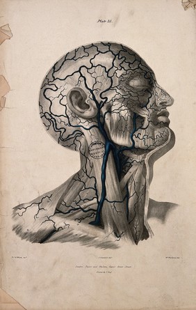 Veins of the head and neck. Coloured lithograph by William Fairland, 1837, after J. Swandale after W.J.E. Wilson.