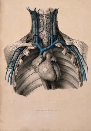 view Veins of the neck and chest. Coloured lithograph by William Fairland, 1837, after J. Walsh after W.J.E. Wilson.