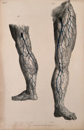 Veins of the leg. Coloured lithograph by William Fairland, 1837, after J. Walsh after W.J.E. Wilson.