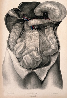 Dissection of the abdomen showing the lymphatic vessels. Coloured lithograph by William Fairland, 1837, after W. Bagg after W.J.E. Wilson.