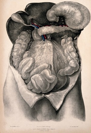 view Dissection of the abdomen showing the lymphatic vessels. Coloured lithograph by William Fairland, 1837, after W. Bagg after W.J.E. Wilson.