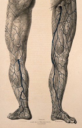 Veins and lymphatics of the leg: anterior and posterior views. Coloured lithograph by William Fairland, 1837, after J. Walsh after W.J.E. Wilson.