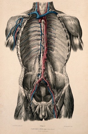 view Dissection of the trunk showing lymphatic and blood vessels. Coloured lithograph by William Fairland, 1837, after W. Bagg after W.J.E. Wilson.