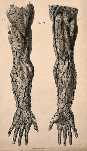 view Veins and lymphatic vessels of the arm: anterior and posterior views. Coloured lithograph by William Fairland, 1837, after J. Walsh after W.J.E. Wilson.