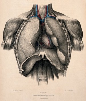 view Dissection of the thorax showing veins and lymphatic vessels. Coloured lithograph by William Fairland, 1837, after W. Bagg after W.J.E. Wilson.