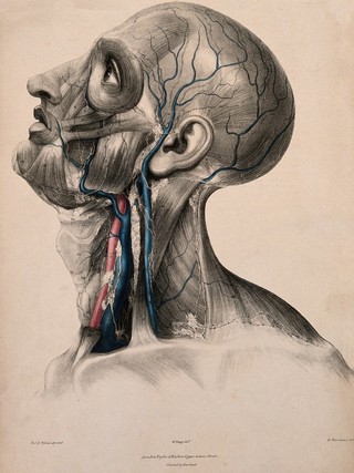 Glands, blood vessels, and lymphatic vessels of the head and neck. Coloured lithograph by William Fairland, 1837, after W. Bagg after W.J.E. Wilson.