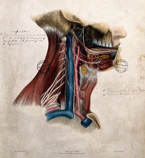 view Nerves of the neck and mouth. Coloured lithograph by William Fairland, 1839, after W. Bagg after W.J.E. Wilson.