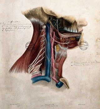 Nerves of the neck and mouth. Coloured lithograph by William Fairland, 1839, after W. Bagg after W.J.E. Wilson.