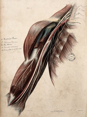 view Nerves of the shoulder and arm. Coloured lithograph by William Fairland, 1839, after W. Bagg after W.J.E. Wilson.