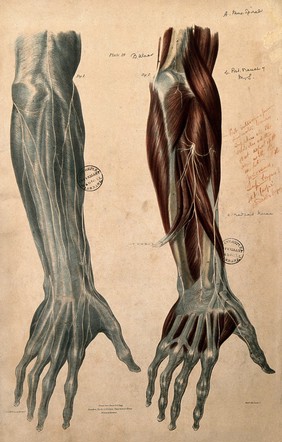 Nerves of the foream and hand: posterior view. Coloured lithograph by William Fairland, 1839, after W. Bagg after W.J.E. Wilson.