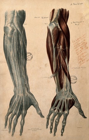 view Nerves of the foream and hand: posterior view. Coloured lithograph by William Fairland, 1839, after W. Bagg after W.J.E. Wilson.