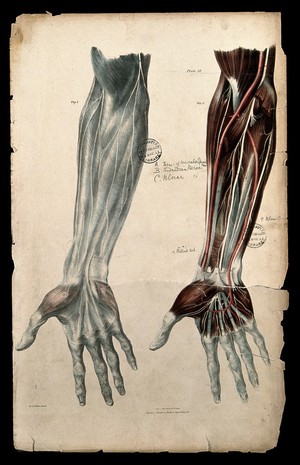 view Nerves of the forearm and hand: anterior view. Coloured lithograph by William Fairland, 1839, after W. Bagg after W.J.E. Wilson.