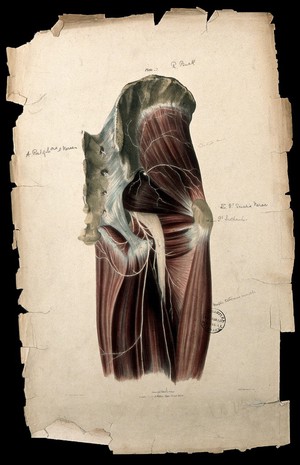 view Nerves of sacrum and thigh. Coloured lithograph by William Fairland, 1839, after W. Bagg after W.J.E. Wilson.
