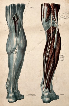 Nerves of the leg: two figures, posterior views. Coloured lithograph by William Fairland, 1839, after W. Bagg after W.J.E. Wilson.