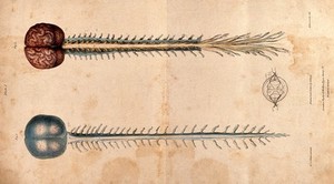 view Brain and spinal cord: two figures. Coloured lithograph by William Fairland, 1839, after W. Bagg after W.J.E. Wilson.