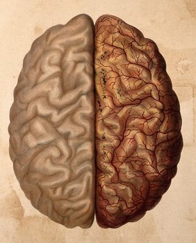 The human brain: the cerebral gyri seen from above, the right hemisphere covered with pia mater. Coloured lithograph by William Fairland, 1839, after W. Bagg after W.J.E. Wilson.