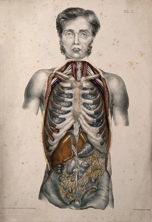 view The body of a standing man with his trunk dissected to reveal the ribs and viscera. Coloured lithograph by William Fairland, 1869.