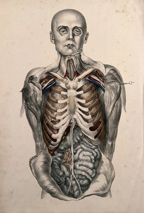 The body of a standing man with his head shaved and his trunk dissected to reveal the ribs and viscera. Coloured lithograph by William Fairland, 1869.