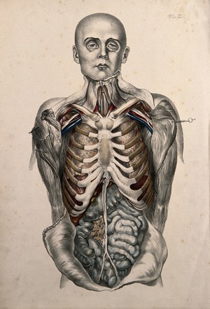 view The body of a standing man with his head shaved and his trunk dissected to reveal the ribs and viscera. Coloured lithograph by William Fairland, 1869.