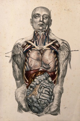 The body of a standing man with his head shaved and his trunk dissected to reveal the viscera. Coloured lithograph by William Fairland, 1869.