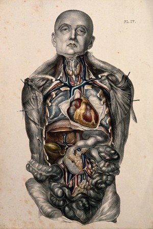 view The body of a standing man with his head shaved and his trunk dissected to reveal the ribs and viscera. Coloured lithograph by William Fairland, 1869.