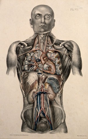 view The body of a standing man with his head shaved and his trunk dissected to reveal the ribs and viscera. Coloured lithograph by William Fairland, 1869.