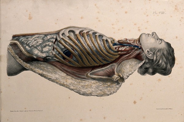 The body of a man lying down, with his trunk dissected to reveal the ribs and viscera. Coloured lithograph by William Fairland, 1869.