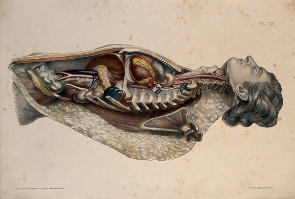 The body of a man lying down, with his trunk dissected to reveal the ribs and viscera. Coloured lithograph by William Fairland, 1869.