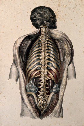 The body of a man seen from behind with the trunk dissected to reveal the vertebrae, ribs and viscera. Coloured lithograph by William Fairland, 1869.